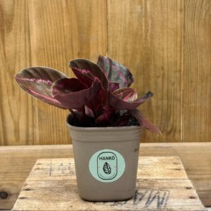 Calathea Roseopicta (S) 🇫🇷
