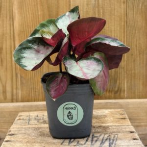 Calathea Rosy (S) 🇫🇷