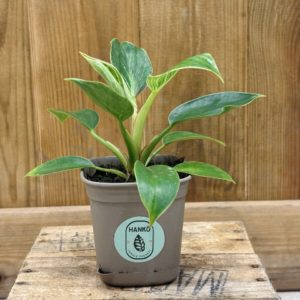 Philodendron White Measure - Birkin (S) 🇫🇷