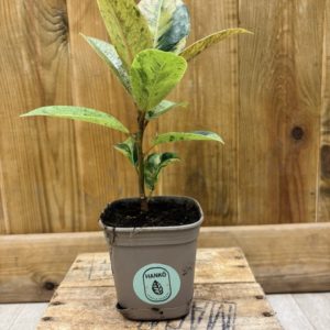 Ficus Shivereana "Moonshine" (S) 🇫🇷