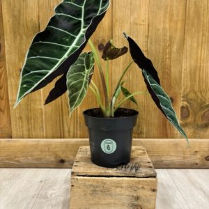 Alocasia Watsoniana (L)