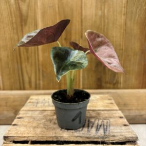 Alocasia Red Secret Variegata 1 (Baby)