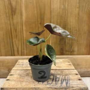 Alocasia Red Secret Variegata 2 (Baby)