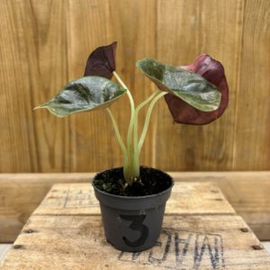 Alocasia Red Secret Variegata 3 (Baby)