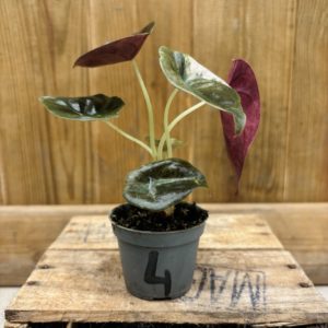 Alocasia Red Secret Variegata 4 (Baby)