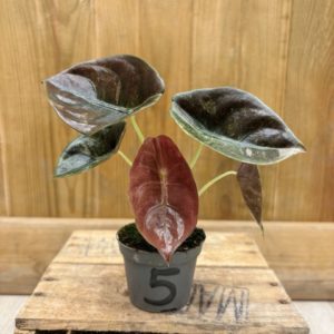 Alocasia Red Secret Variegata 5 (Baby)
