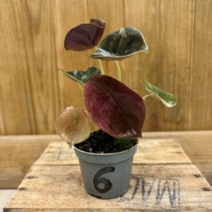 Alocasia Red Secret Variegata 6 (Baby)