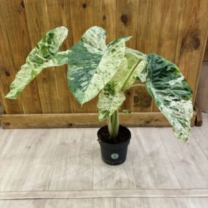 Alocasia Macrorrhiza Splash (XL)