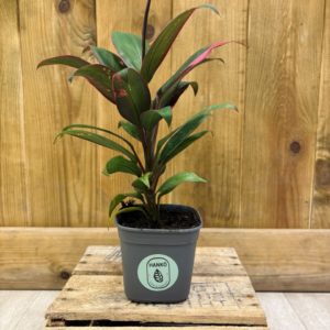 Cordyline Red Edge (S)