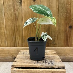 Alocasia Frydek Variegata 1 (S) 🇫🇷