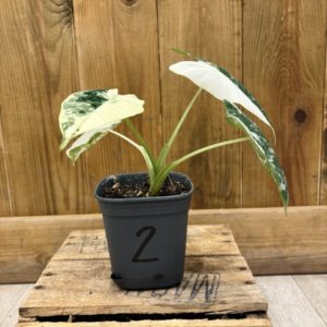 Alocasia Frydek Variegata 2 (S) 🇫🇷