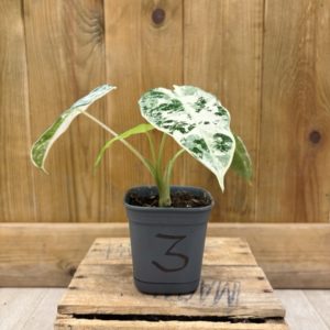Alocasia Frydek Variegata 3 (S) 🇫🇷