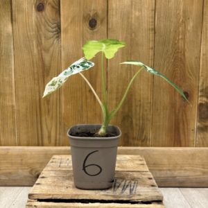 Alocasia Frydek Variegata 6 (S) 🇫🇷