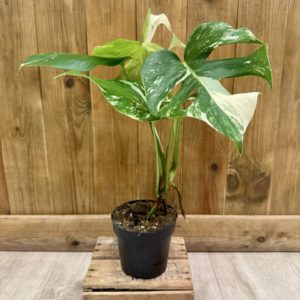 Monstera Deliciosa Variegata 1 (M)