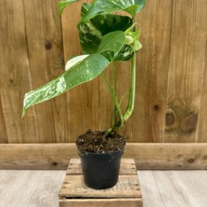 Monstera Deliciosa Variegata 2 (M)