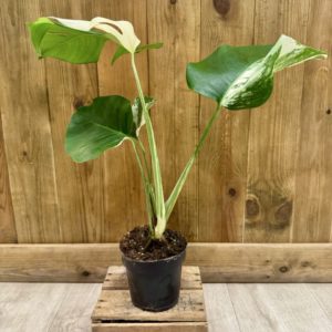 Monstera Deliciosa Variegata 3 (M)