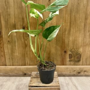 Monstera Deliciosa Variegata 4 (M)