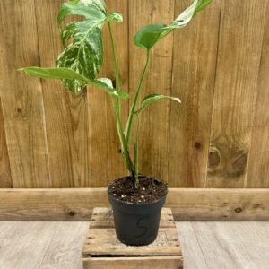 Monstera Deliciosa Variegata 5 (M)
