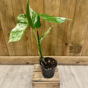 Monstera Deliciosa Variegata 6 (M)