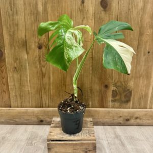 Monstera Deliciosa Variegata 7 (M)