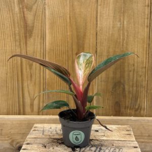 Philodendron Pink Birkin (Baby)
