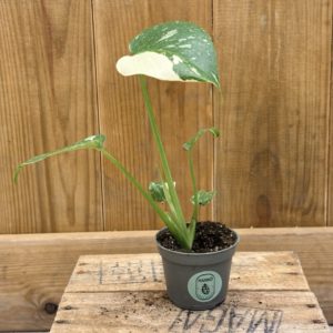 Monstera Thai Constellation (Baby)