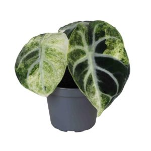 Alocasia Ninja Variegata (Baby) - Précommande