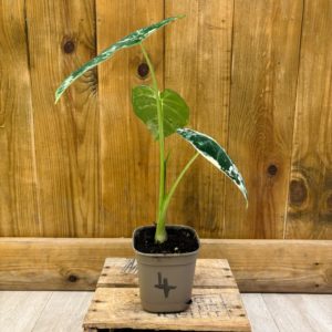 Alocasia Frydek Variegata 4 (S) 🇫🇷