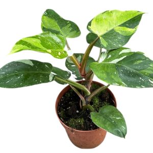 Philodendron Fresh Aurea / White Princess Aurea (L) - Précommande