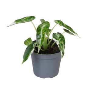 Alocasia Bambino Albo Variegata (Baby) - Précommande
