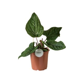 Anthurium Luxurians x Radicans (XL) - Précommande