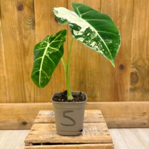 Alocasia Frydek Variegata 5 (S) 🇫🇷