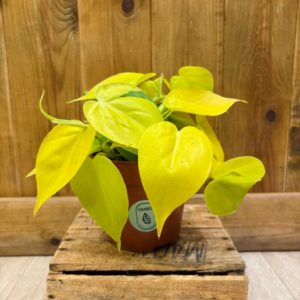 Philodendron Scandens Neon (M)