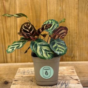 Calathea Makoyana (S) 🇫🇷