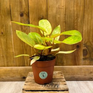 Philodendron Painted Lady "Medusa" (M)