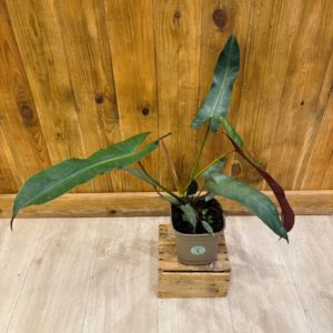 Philodendron Atabapoense (L) 🇫🇷