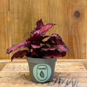 Begonia Red Kiss (Baby)