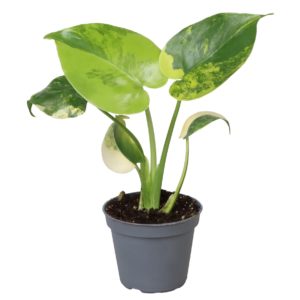 Monstera Deliciosa Aurea Variegata (Baby) - Précommande