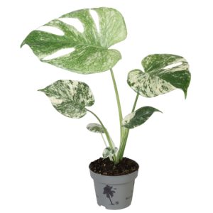 Monstera Deliciosa Mint (M) - Précommande
