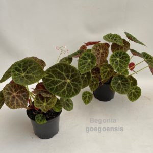 Begonia Goegoensis (L) - Précommande