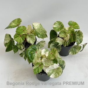 Begonia Conchifolia Variegata (M) - Précommande