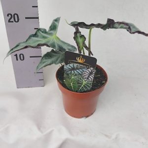 Alocasia Loco (M) - Précommande
