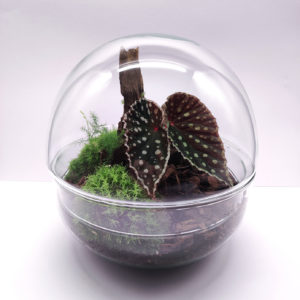 Terrarium Goth