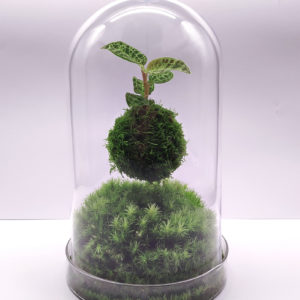 Kokedama sous cloche
