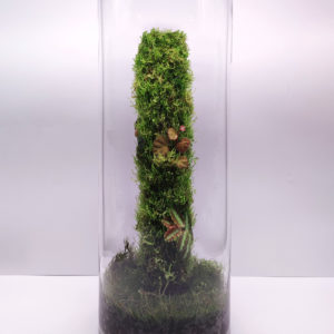 Terrarium Moss Cylinder