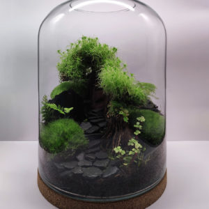 Terrarium Forest