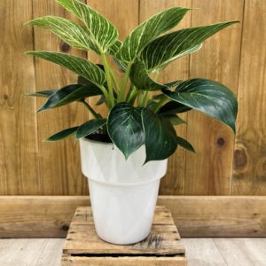 Philodendron White Measure - Birkin - Céramique Blanche (L)
