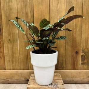 Ctenanthe Burle Marxii - Céramique Blanche (L)