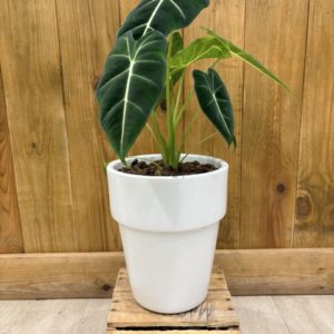 Alocasia Micholitziana "Frydek" - Céramique Blanche (XL)