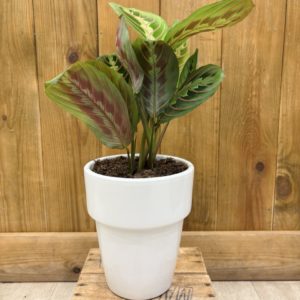 Maranta Leuconeura Fascinator “Red Stripe” - Céramique Blanche (L)